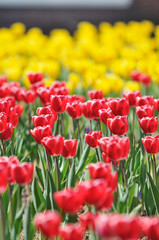 チューリップ畑