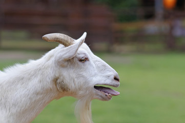 山羊のポートレート