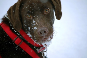 Snowy Face