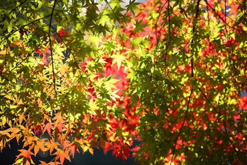 紅葉 (東京・上野公園)