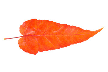 autumn leaf