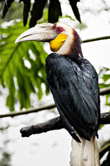 Papuan Hornbill