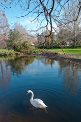 Swan