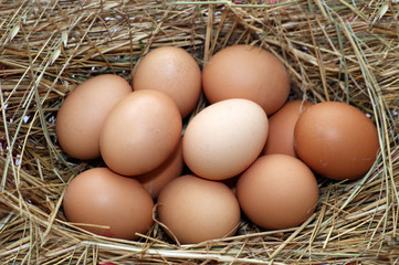 eggs in the nest