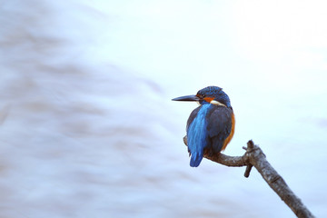 白背景のかわせみ