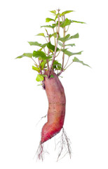 Sweet potato