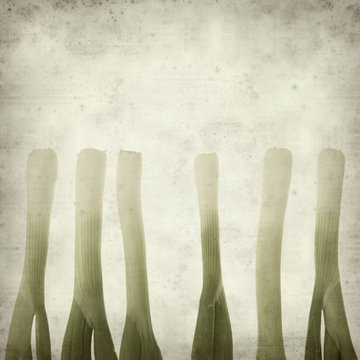 textured old paper background with rustic spring oinion