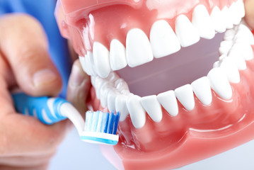 Dental model and teethbrush
