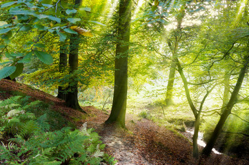 Fototapete bei efototapeten.de bestellen   