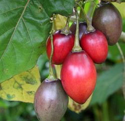 Tomate arbuste, tamarillo, Cyphomandra betacea