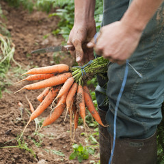 préparation de bottes de carottes pour le marché