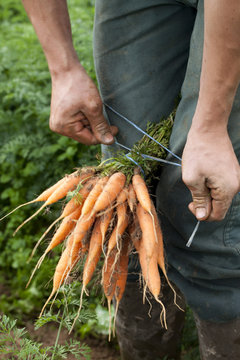 travail de la terre avec bottes de carottes