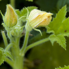 fleur de courge dans potager bio