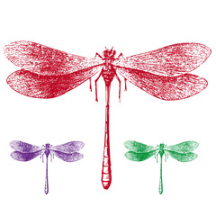 libellule © Cathy Pons