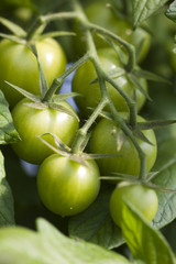 belles tomates vertes dans un potager
