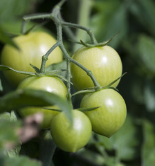 gros plan végétal de tomates vertes bios