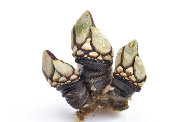 Percebes.