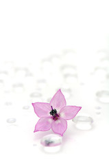 Delicate Pink Flower on Water Drops