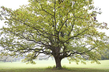 Fototapeta premium Eiche