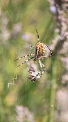 Wespenspinne mit Wespen-Beute