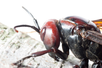 hornet wasp