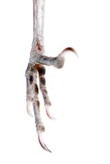 bird claw isolated
