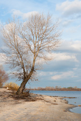 Leafless tree at the river bank