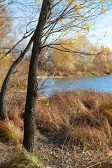 Fototapeta na wymiar Autumn tree at the river bank