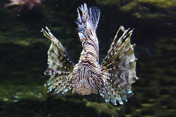 Naklejka na ściany i meble Japanese Lionfish Lion Fish