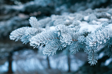 Winter frost on spruce tree  close-up .