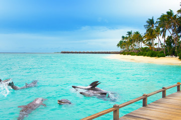 Maldives. Dolphins at ocean and tropical island.