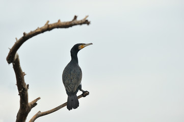Cormorant perched on a branch