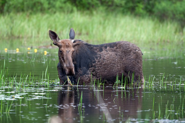 Moose in a pond