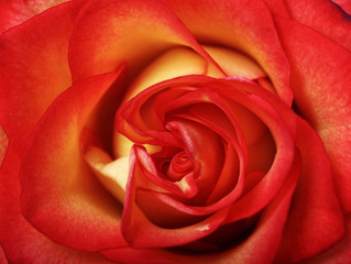 Rote Rose