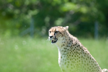 Cheetah sitting in a field