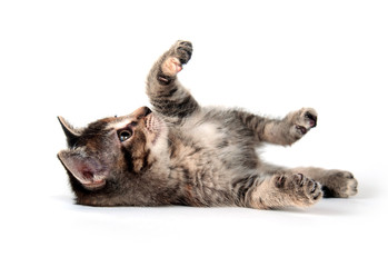 Tabby kitten laying down on white background