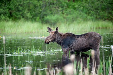 Moose in a pond