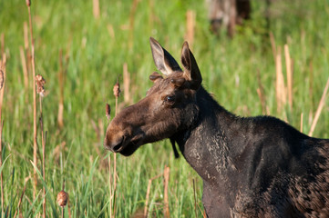 Moose in the woods