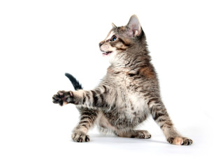Cute tabby kitten playing