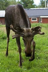 Elch moose