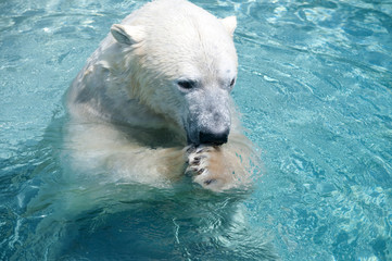 Polar bear in the water