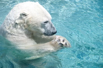 Papier peint photo autocollant rond Ours polaire Polar bear in the water