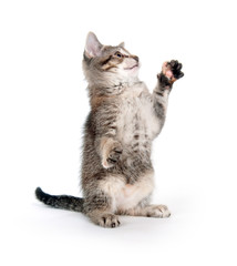 Tabby kitten on hind legs