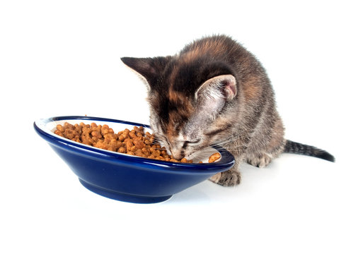 Tabby Kitten Eating Out Of Blue Bowl