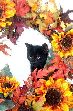 Black cat and flowers