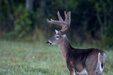 white-tailed deer buck with velvet antlers