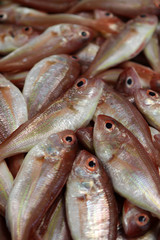 Fresh fish on the market