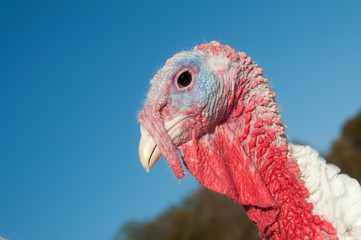 Portrait of a turkey