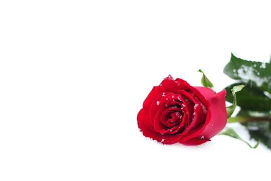 Red Rose in the snow. Isolated on white