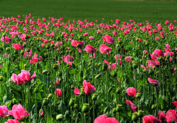 Mohnfeld Schlafmohn (lila Blüte)